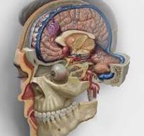 Neurosurgicalatlas.com-i-askrift-a-bokasafninu